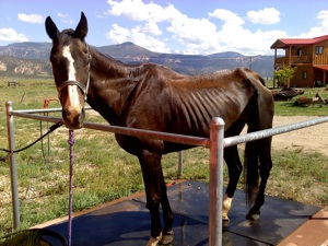 How to Spot and Prevent Horse Abuse