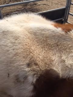 Animal Cruelty - Dust Devil Ranch Sanctuary for Horses