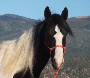 Horse Adoption Dust Devil Ranch Sanctuary for Horses