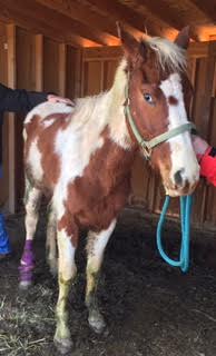 Animal Cruelty - Dust Devil Ranch Sanctuary for Horses