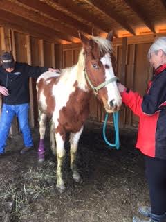 Animal Cruelty - Dust Devil Ranch Sanctuary for Horses