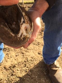 Animal Cruelty - Dust Devil Ranch Sanctuary for Horses