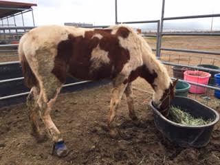 Animal Cruelty - Dust Devil Ranch Sanctuary for Horses