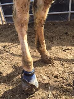 Animal Cruelty - Dust Devil Ranch Sanctuary for Horses