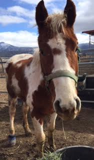 Animal Cruelty - Dust Devil Ranch Sanctuary for Horses