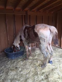 Animal Cruelty - Dust Devil Ranch Sanctuary for Horses