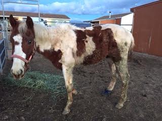 Animal Cruelty - Dust Devil Ranch Sanctuary for Horses