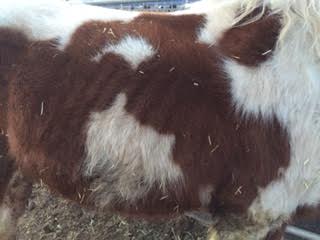 Animal Cruelty - Dust Devil Ranch Sanctuary for Horses