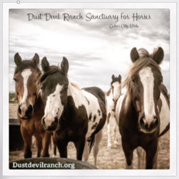 Adult T-Shirt with Dust Devil Ranch Sanctuary for Horses Print